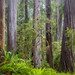 Boy Scout Trail Mossy Sapling and Ferns (Explored)